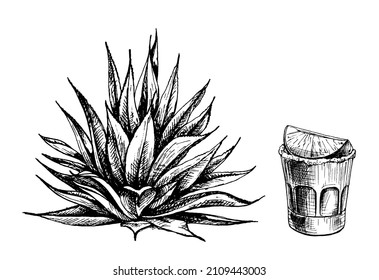 Cactus blue agave and glass tequila with slice lime. Vector vintage hatching illustration. Isolated on white background.