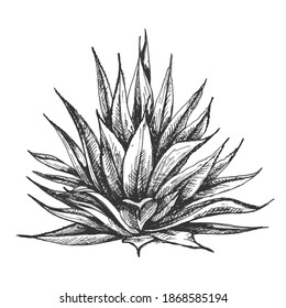 Cactus blue agave. Vector vintage hatching illustration. Isolated on white