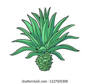 Cactus blue agave. Vintage vector color illustration for label, poster, web. Isolated on white background