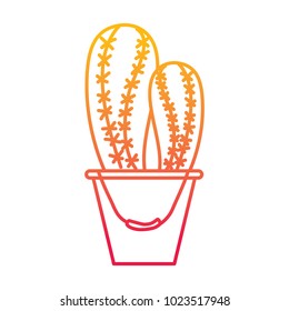 cactus in bucket plant decorative natural
