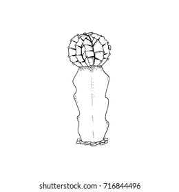 Cactus with bulb. Liner vector illustration on white