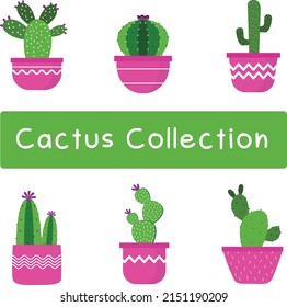 Cactus Collection with 6 different cactus plant and planters