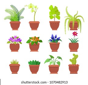 Cactus and collection of plants set, room plants of different types planted in brown pots, leaves and blossom vector illustration isolated on white