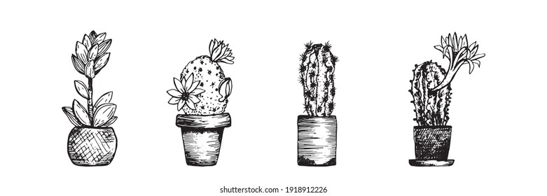 Cactus collection sketch. Drawing house plant in pot. Succulent flowers. Hobby, home decor. Vector illustration on white background