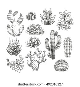Cactus collection. Sketchy style illustration. Succulent set. Vector illustration