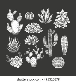 Cactus collection. Sketchy style illustration. Succulent set. Vector illustration