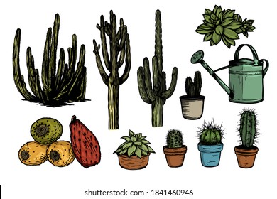 Cactus collection vector hand drawn