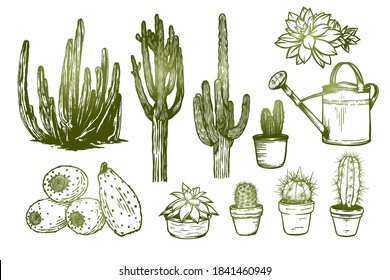Cactus collection vector hand drawn - Out line