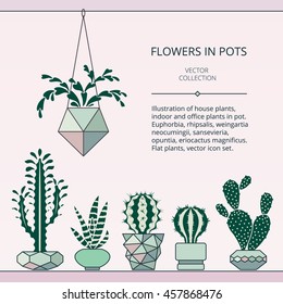 Cactus collection in vector illustration.