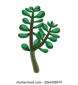 Cactus composition with isolated image of jade plant on blank background vector illustration