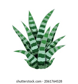 Cactus composition with isolated image of snake plant on blank background vector illustration