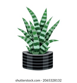 Cactus composition with isolated image of snake plant in flower pot on blank background vector illustration
