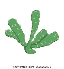 The cactus is a delicate green flat shape with thorns. Design element, vector isolated on white background.