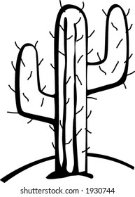 cactus in the desert