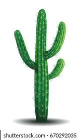 Cactus. A desert plant. A cactus on a white background. Realistic vector