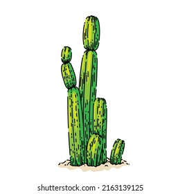 cactus desert sketch hand drawn vector dry plant. outdoor west. western plant. tropical flora vintage color line illustration