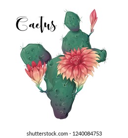 Cactus in desert vector and illustration, hand drawn style, isolated on white background.