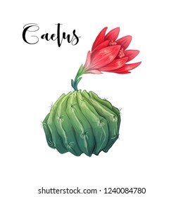 Cactus in desert vector and illustration, hand drawn style, isolated on white background.