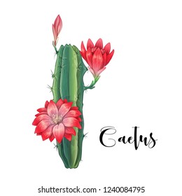 Cactus in desert vector and illustration, hand drawn style, isolated on white background.