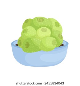cactus desigen illustration flat vector 