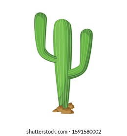 Cactus design, Plant desert nature tropical summer mexico and western theme Vector illustration