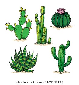 cactus dessert set sketch hand drawn vector desert flower, western plant, cacti succulent, organic vintage color line illustration