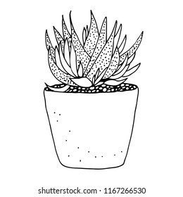 Cactus doodle, hand drawn vector illustration