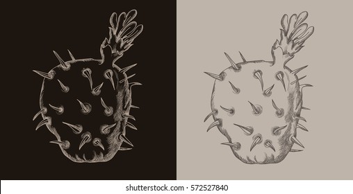 Cactus doodle line illustration 
