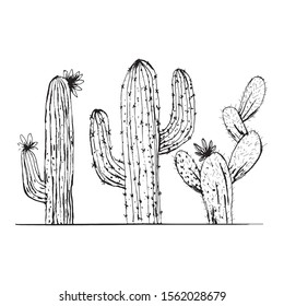 cactus drawing illustration vector on white background