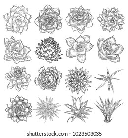 Cactus fashion set design. Cacti mood collection. Sketchy hand drawn style illustration. Succulent terrarium collection. Wild floral exotic tropical forest. Vector.