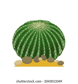 Cactus flat illustration on white background. Desert and exotic plant.
