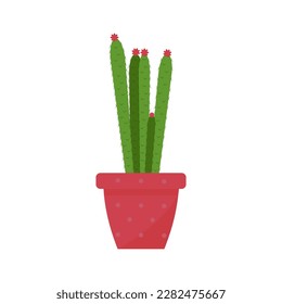 Cactus in a flat style on a white background. It blooms with pink flowers in a pink pot. Home plant vector illustration, eps 10 in flat style.