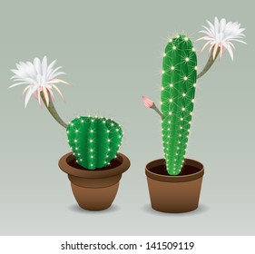 Cactus with flower