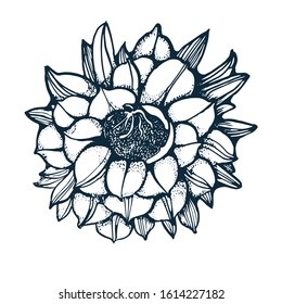 cactus flower, hand drawing, vector illustration isolated on white background