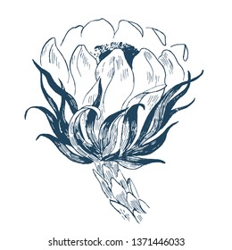 Cactus flower illustration. Hand drawn botanical vector illustration. Black and white engraved ink art.