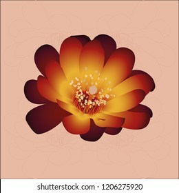 cactus flower isolated