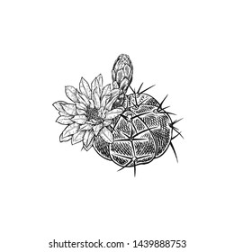 Cactus flower isolated on white background. Hand drawing. Vintage style. Black and white. Image of a blooming tropical plant. Flower family of succulents.