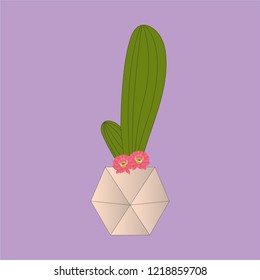 cactus with flower, and a lilac background.