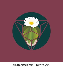 Cactus with flower. Mexican plant.