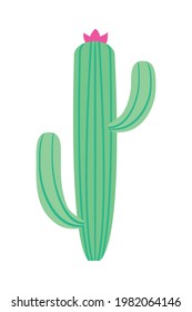 cactus with flower on top