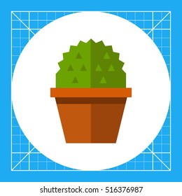 Cactus in flower pot 1