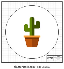 Cactus in flower pot3