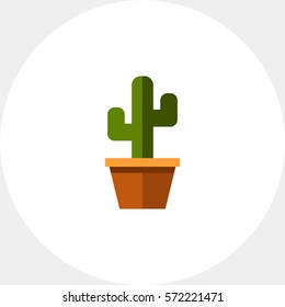 Cactus in flower pot3
