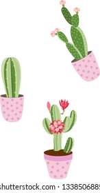 cactus in flower pots