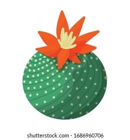 Cactus del icono del vector de flor.Icono vectorial de caricatura aislado en cactus de fondo blanco de flor.
