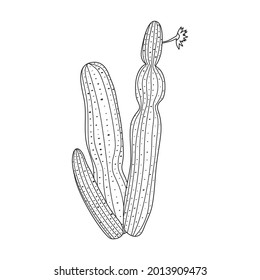 Cactus of flower vector icon.Outline vector icon isolated on white background cactus of flower.