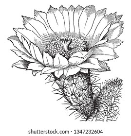 Cactus is flowering plants. The cactus capable of blooming when it is mature. Some cactus don't bloom until they are more than 30 years old, vintage line drawing or engraving illustration.