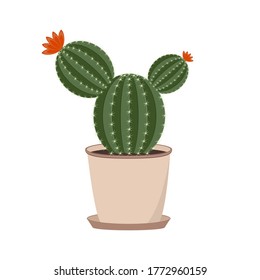 Cactus. Flowering cactus in a pot. The Mexican plant. Isolated on a white background.