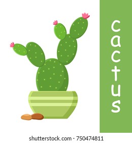 Cactus in flowerpot with pebbles. Flowering cactus. Vector illustration