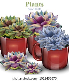 Cactus flowers background Vector. Plant growing in red pots